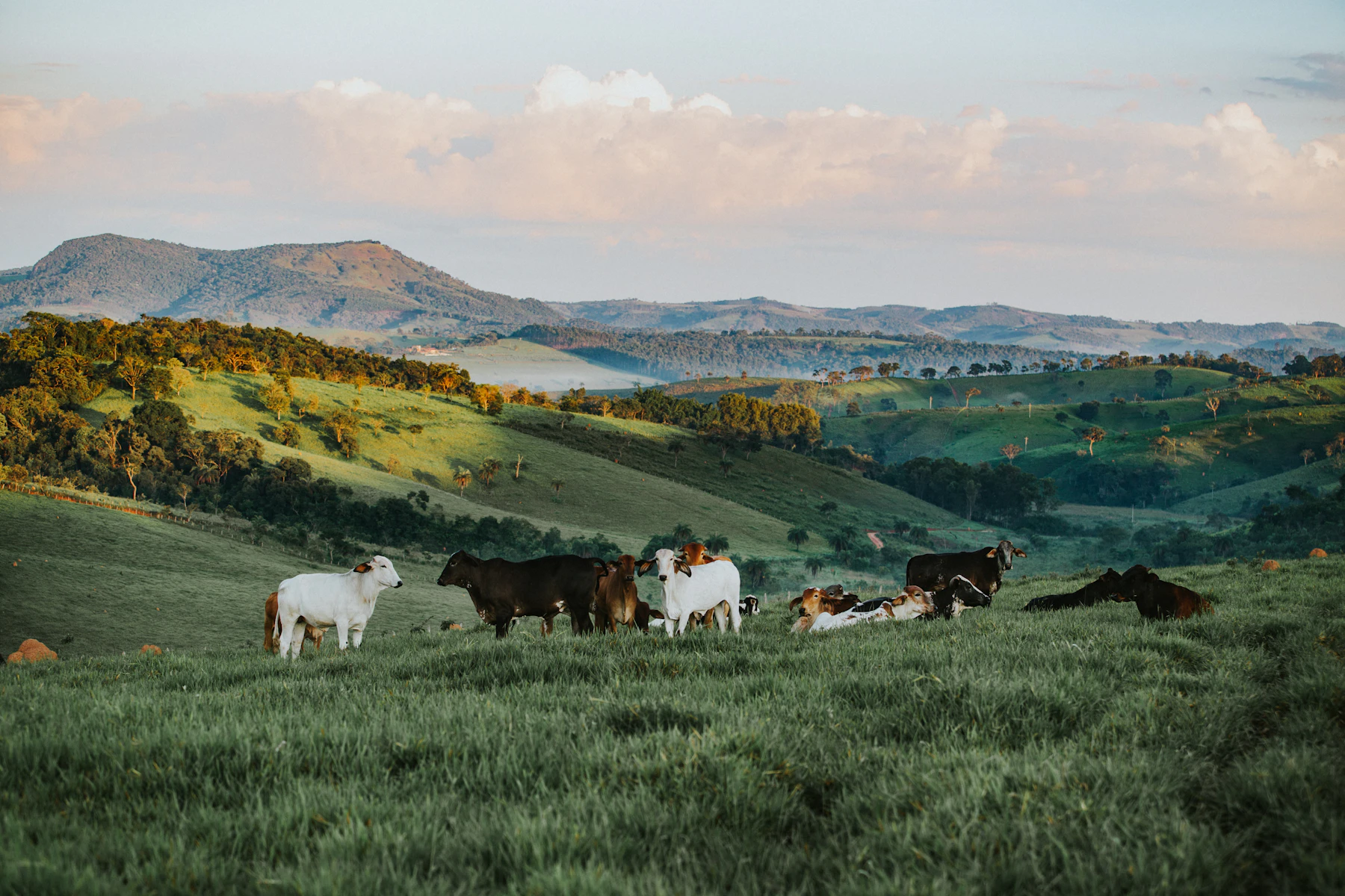 Vacas no pasto verde