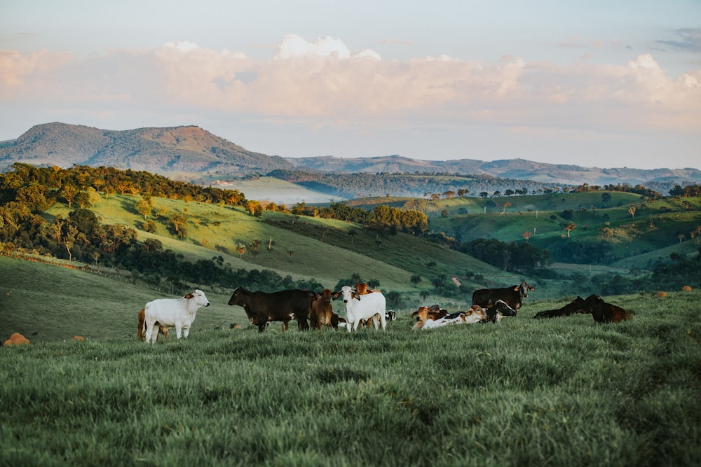 white and brown cows on green field