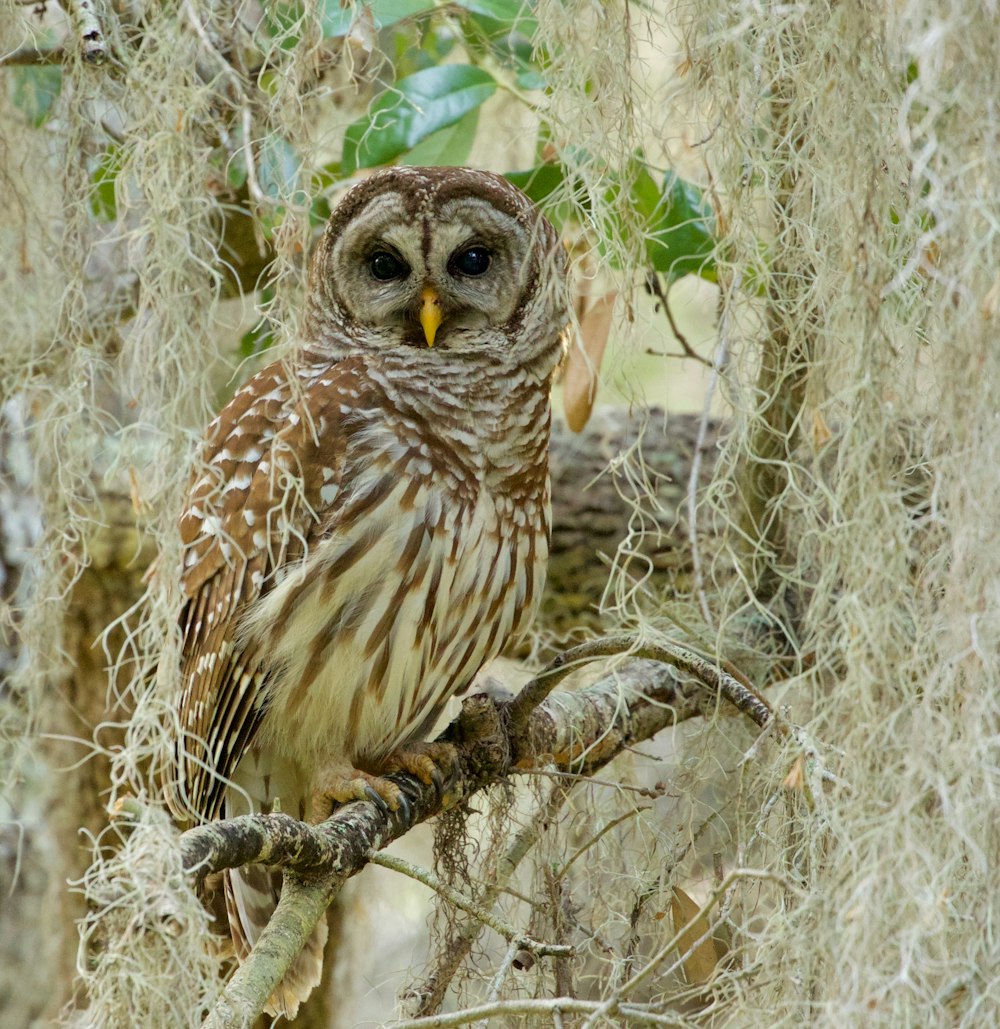 photography of owl
