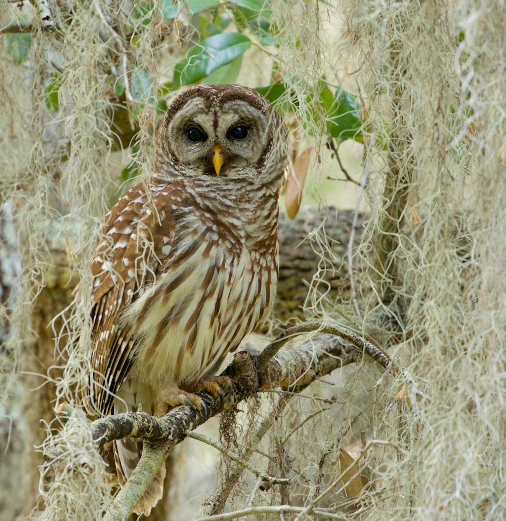 Photographie de hibou