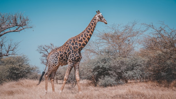 wildlife photography of giraffe near trees