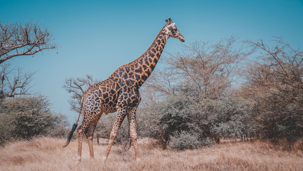 wildlife photography of giraffe near trees
