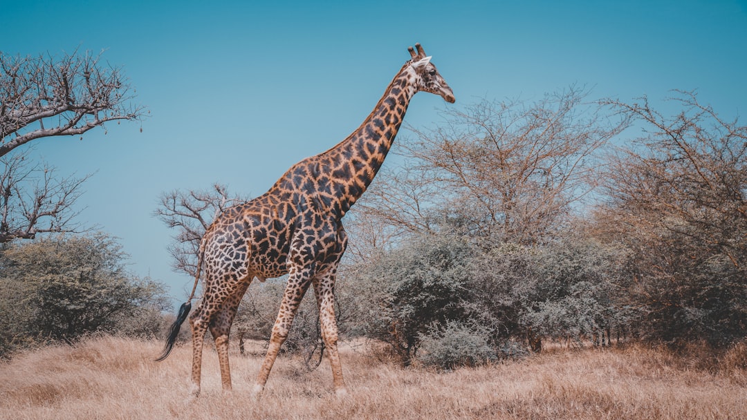 wildlife photography of giraffe near trees,