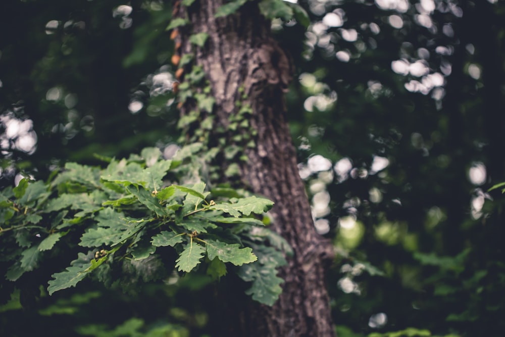 shallow focus photography of green leaves