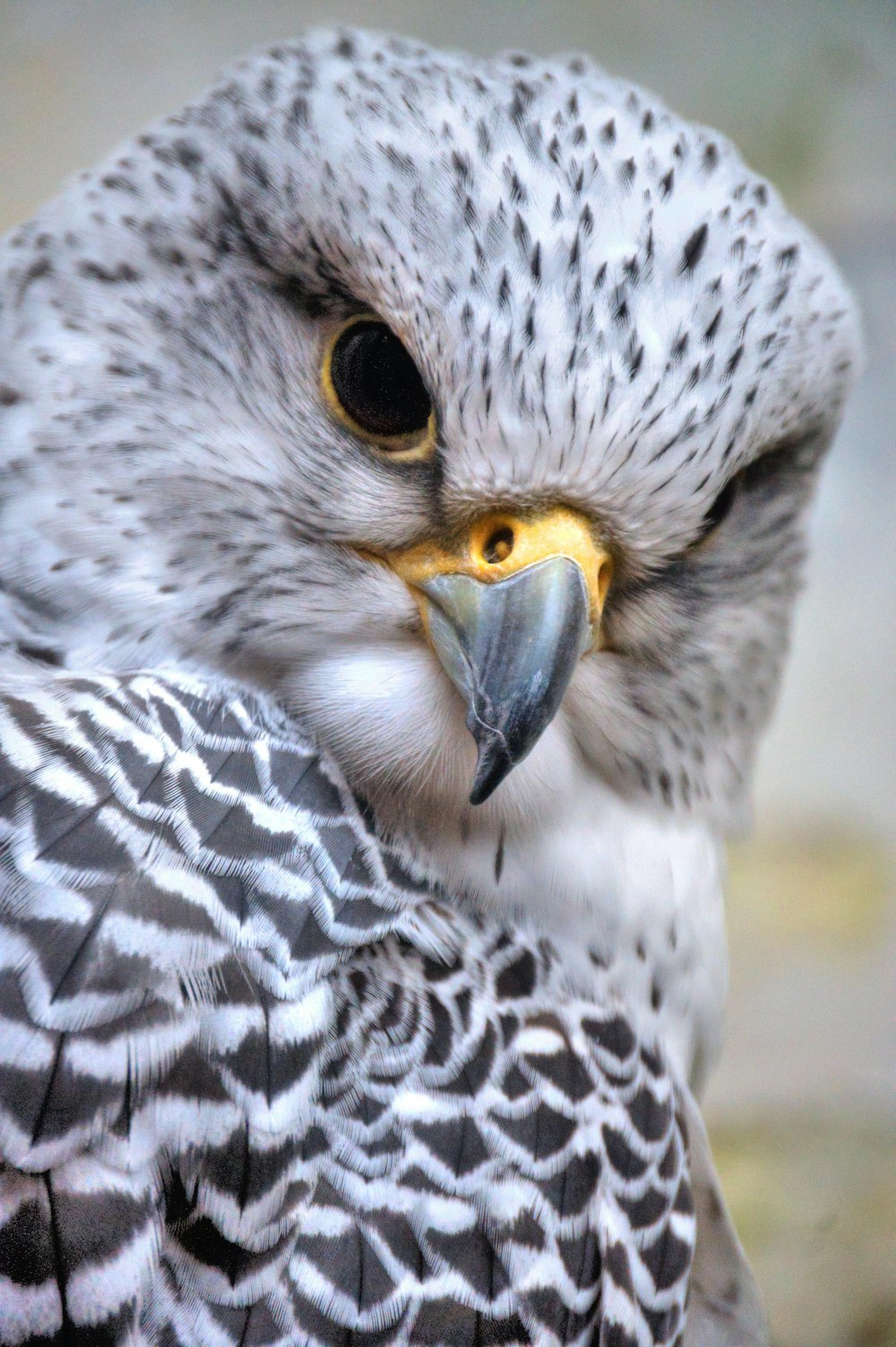 grauer und schwarz gefiederter Vogel