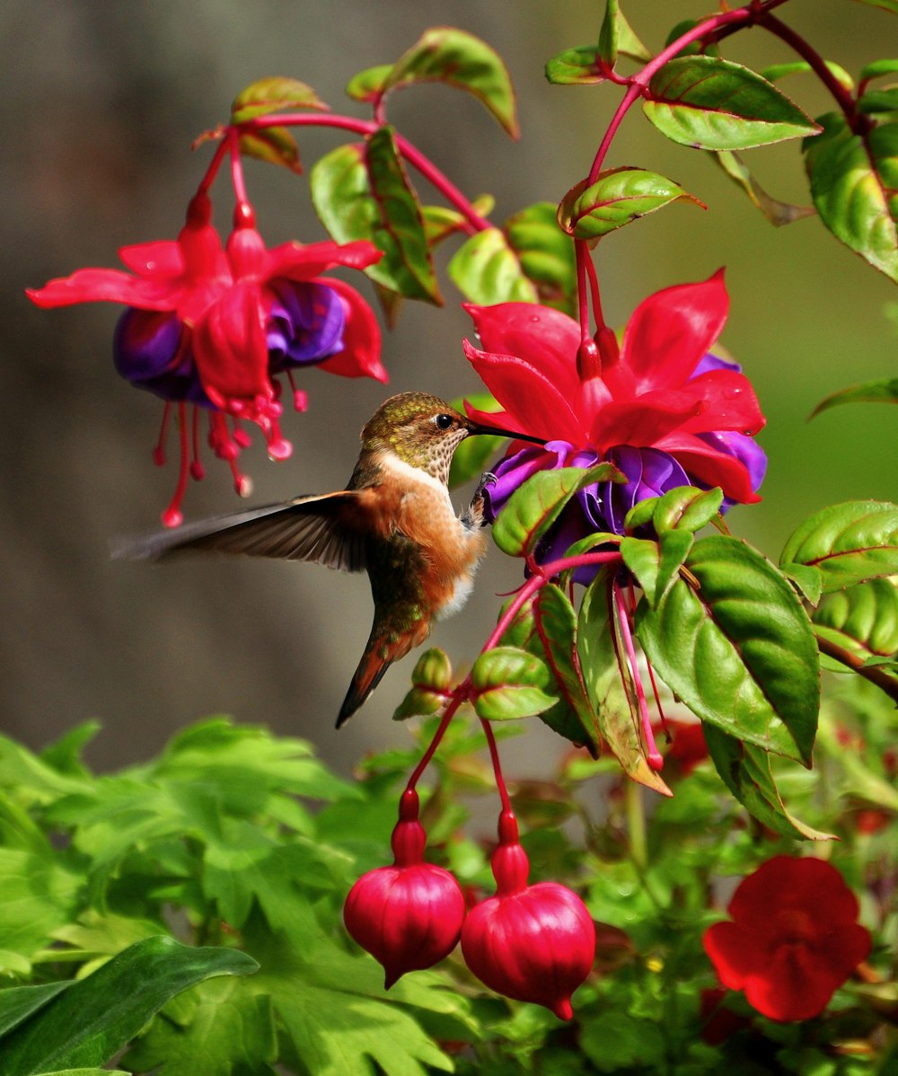 Tierfotografie eines braunen Kolibris in der Nähe einer rotblättrigen Blume