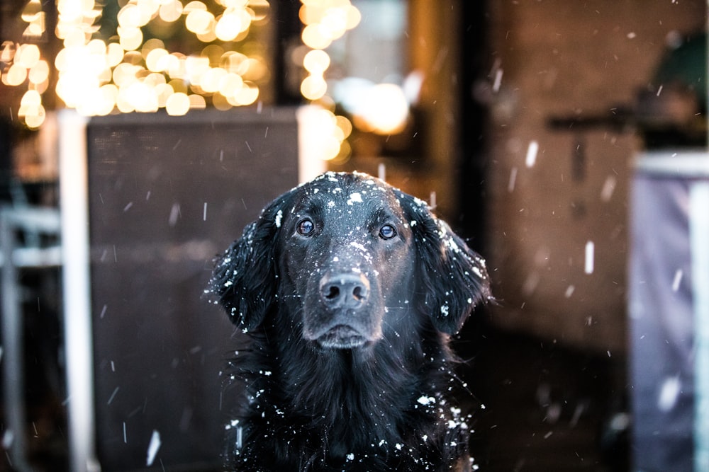 black coated dog