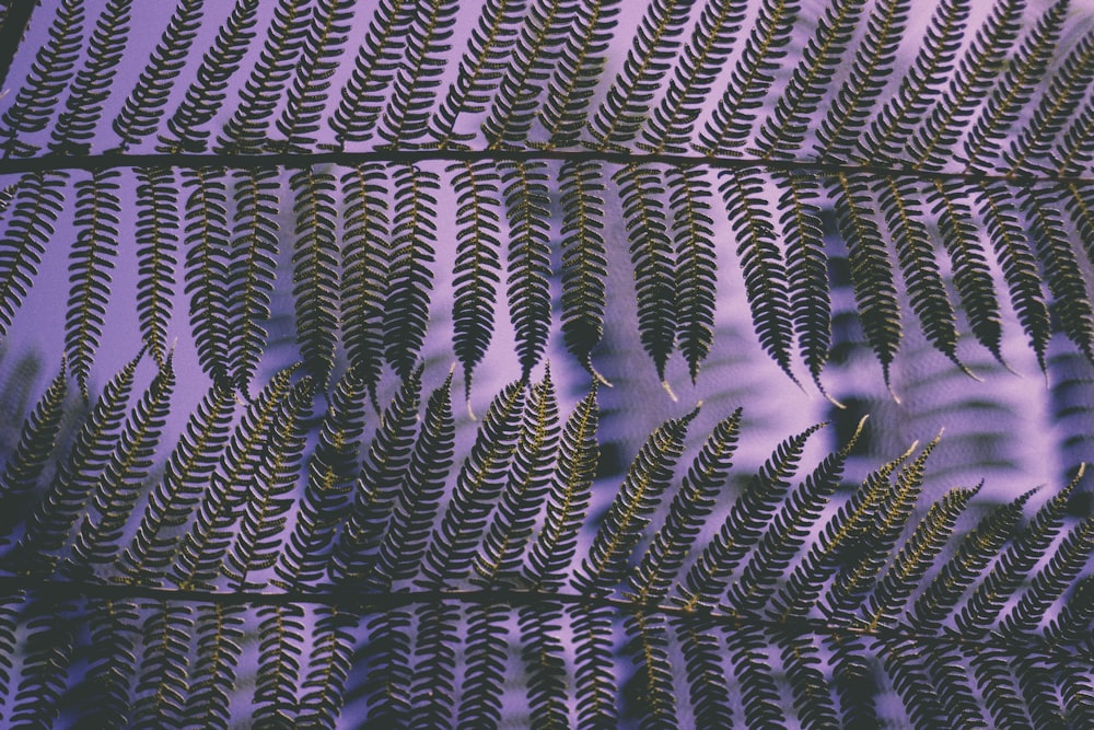 closeup photo of fern leaf