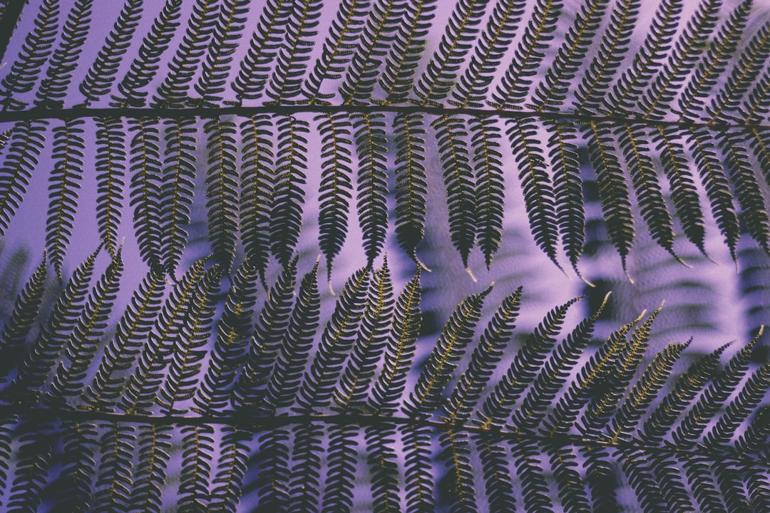 closeup photo of fern leaf, Leaf Dancer II