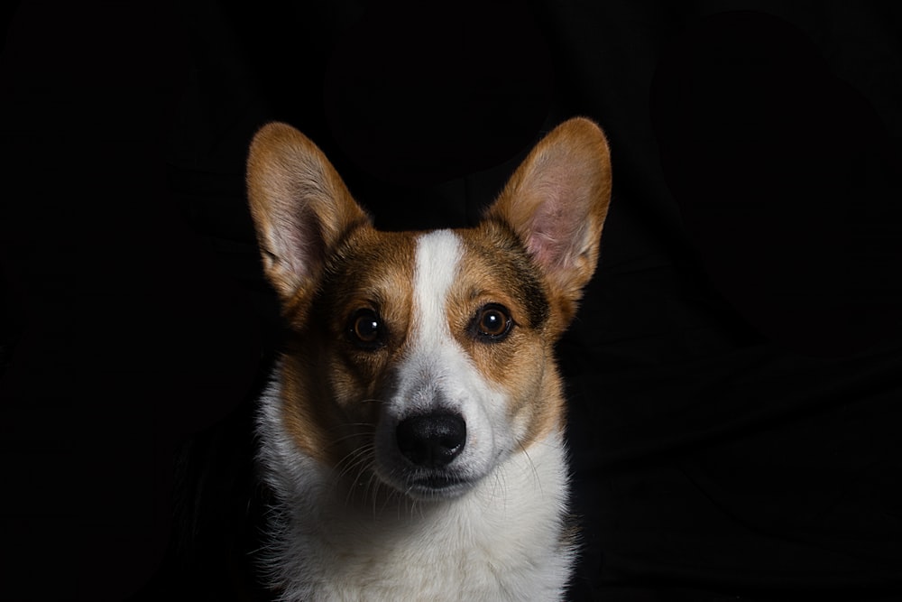 brown and white corgi in front of black textile