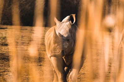 shallow focus of rhinocerus aggressive zoom background