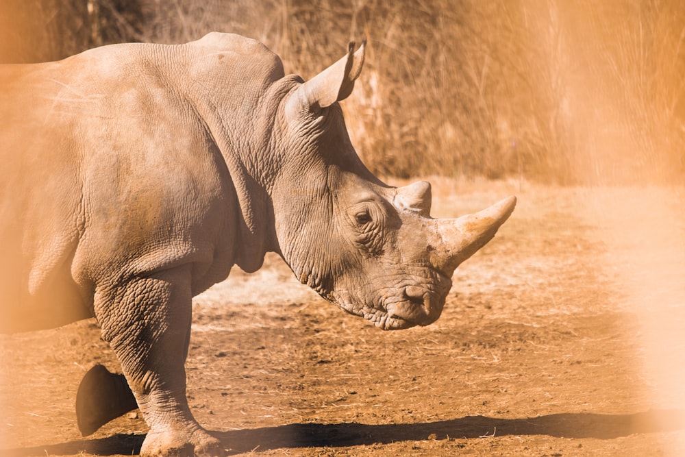 rinoceronte grigio su terreno marrone