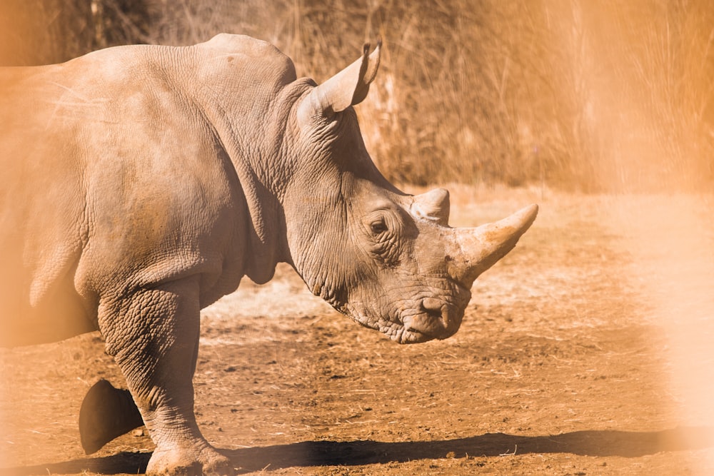 gray rhinoceros on brown soil