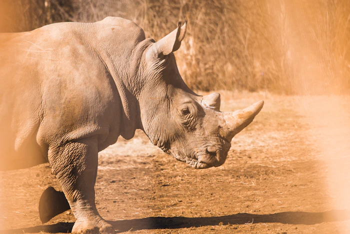 Rhino
