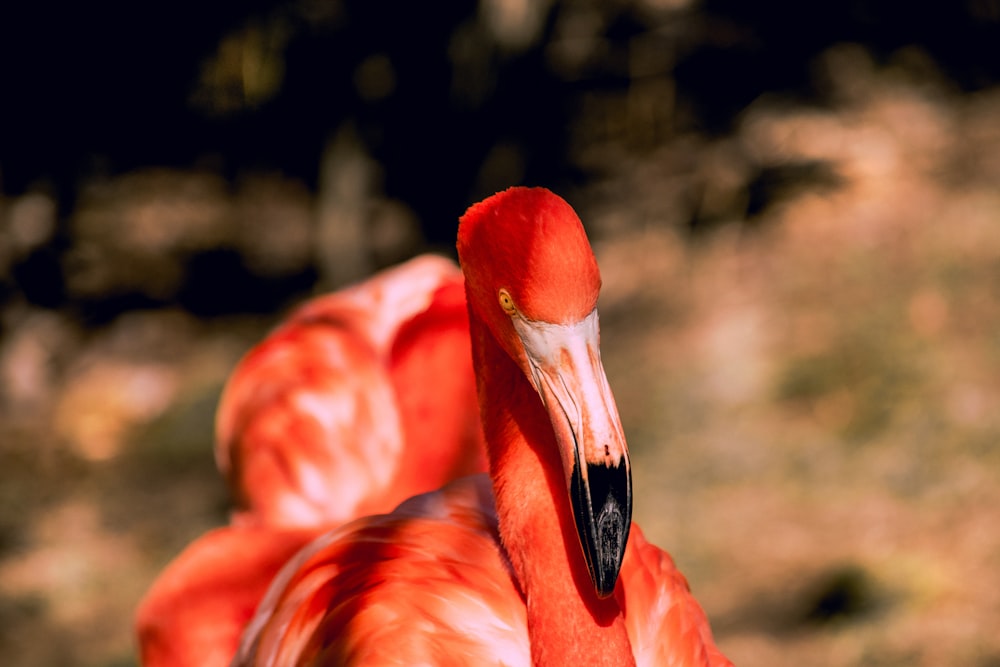 willdlife photography of flamingo