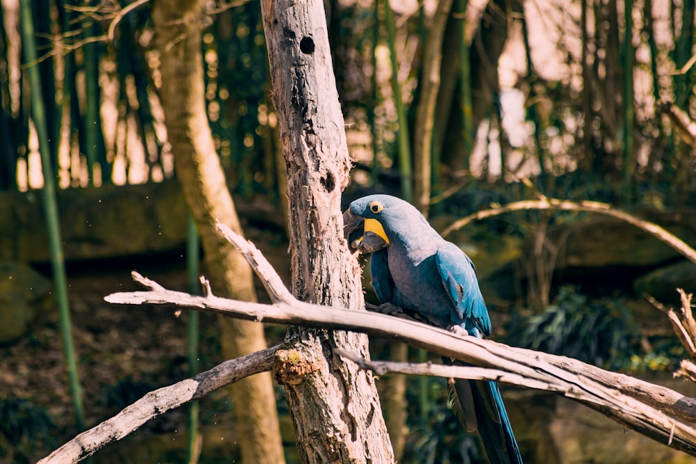 blue parrot on tree branch