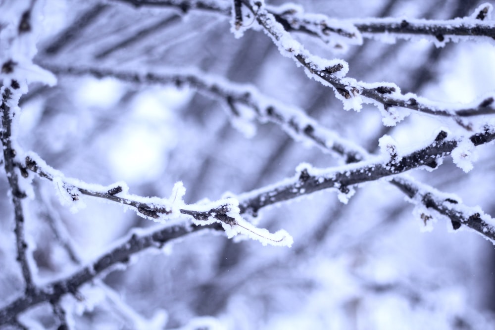 closeup photo of frosted branch