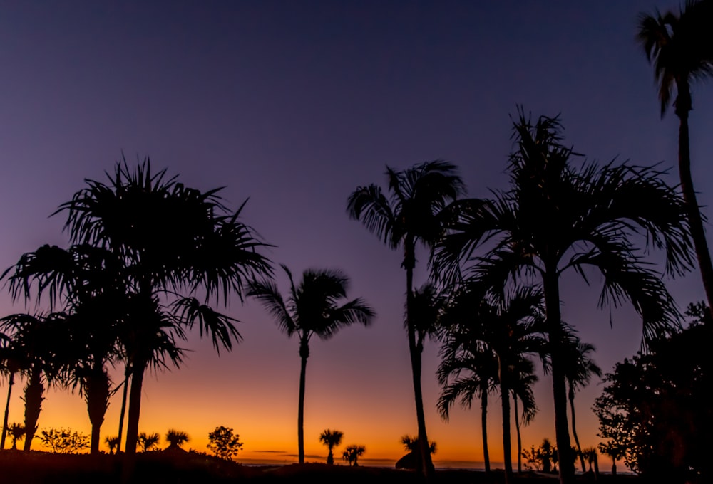 silhouette of trees during nighttime