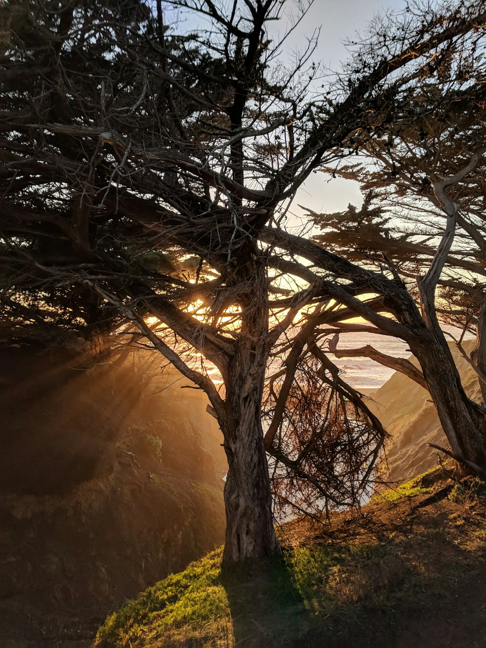 arbres verts à l’aube