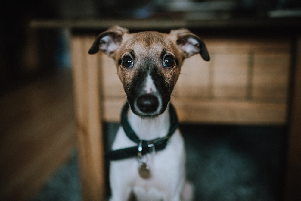 shallow focus photography of brown puppy