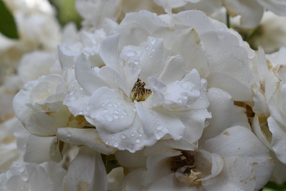 un mazzo di fiori bianchi con goccioline d'acqua su di loro