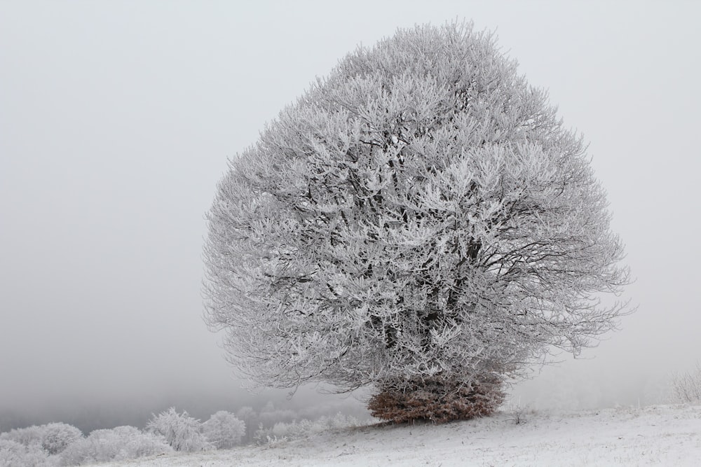 snow frosted tree