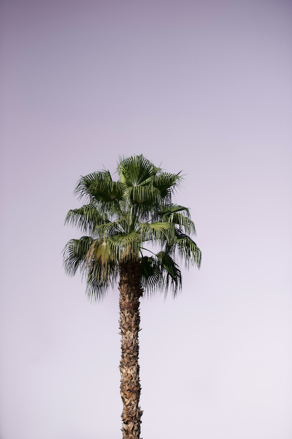 grüner und brauner Baum