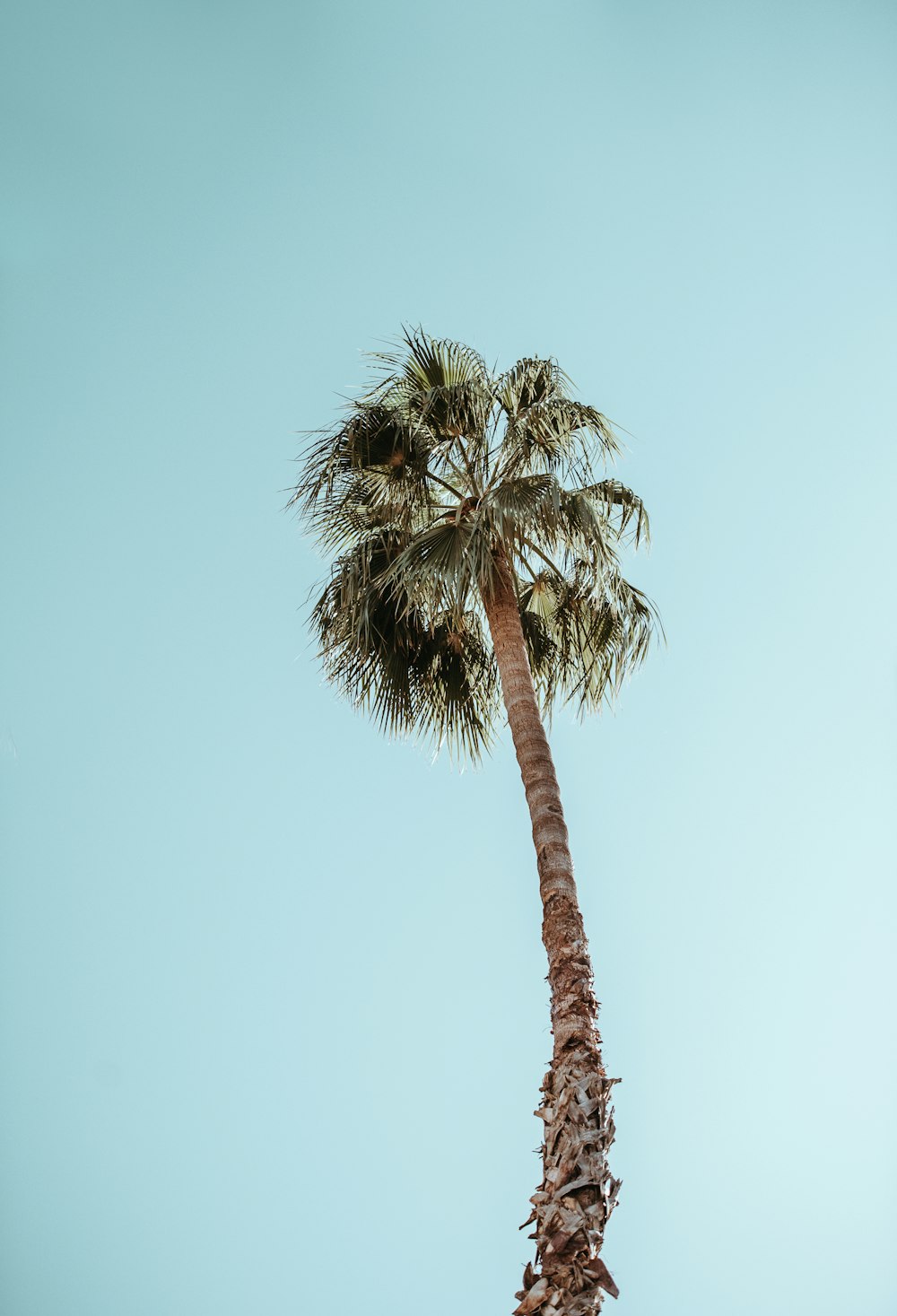 photograph of palm tree