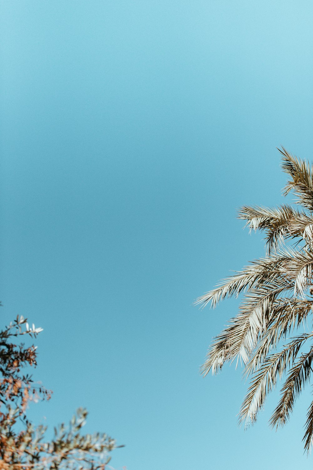 low angle-view of green leafed trees