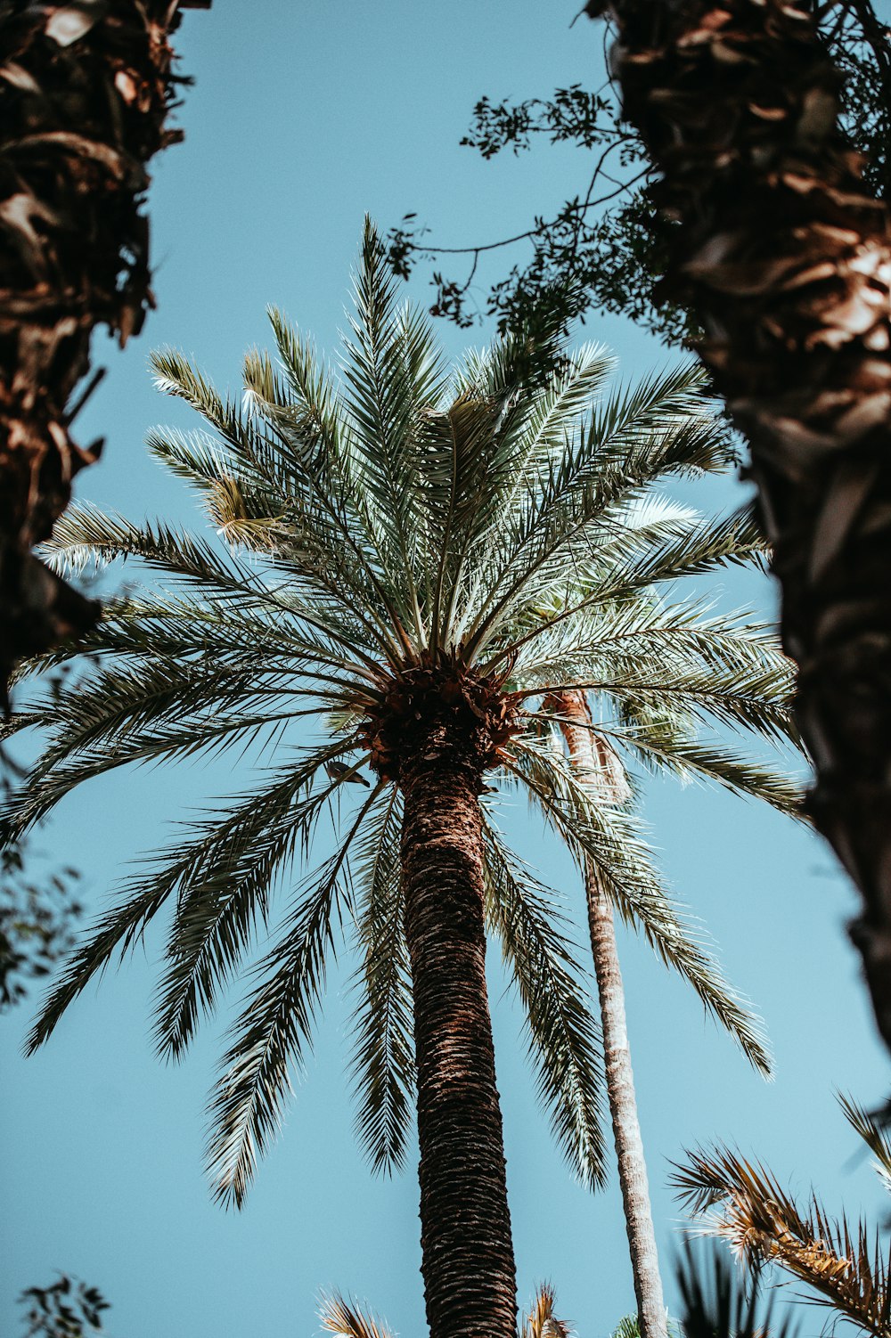 low-angle view of green palm tree