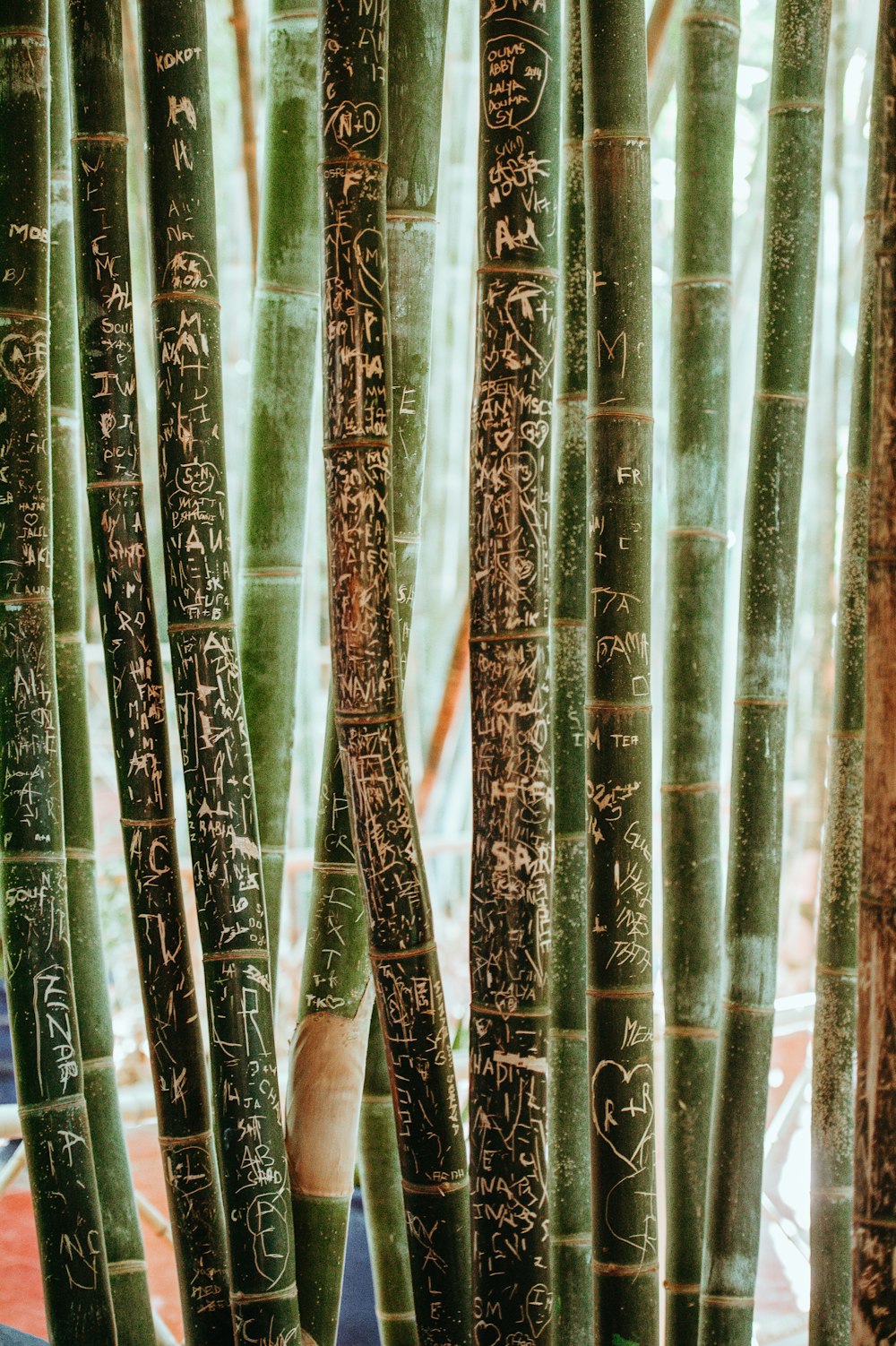 Fotografía de enfoque superficial de palos de bambú verde