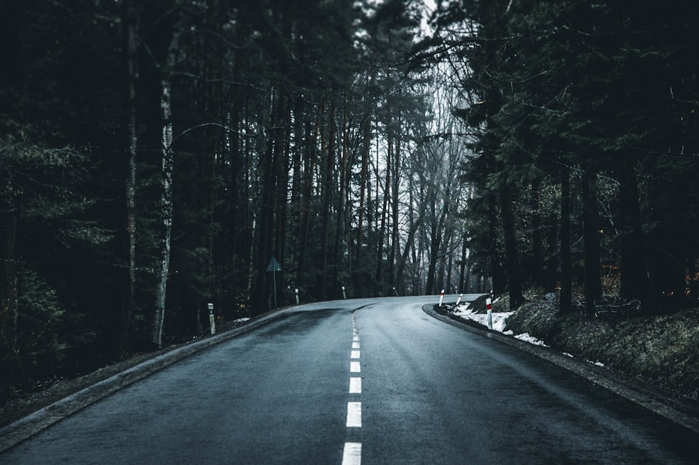 asphalt road in between green leafed trees