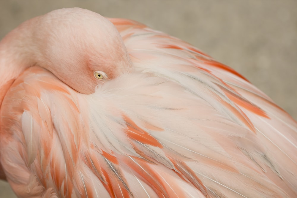 selective focus photograph of flamingo