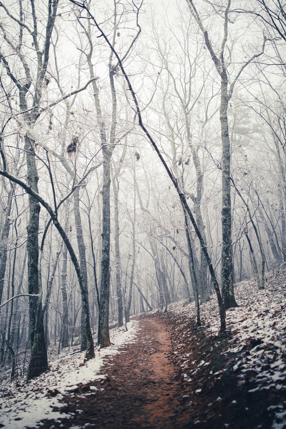 Route brune entre les arbres