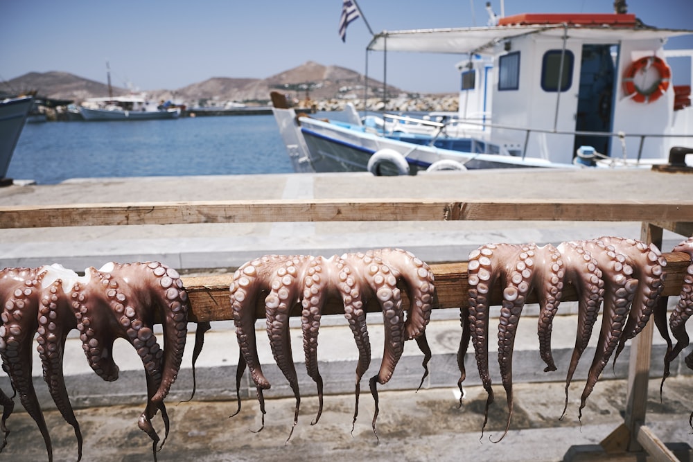 three octopus hanged on rack