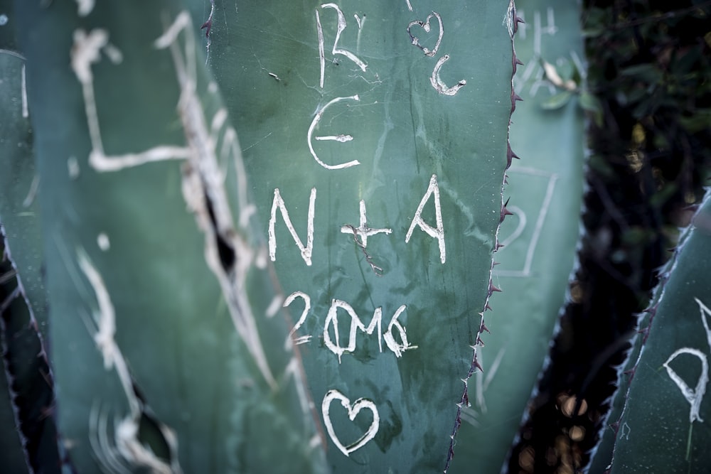 photo en gros plan de feuilles de cactus