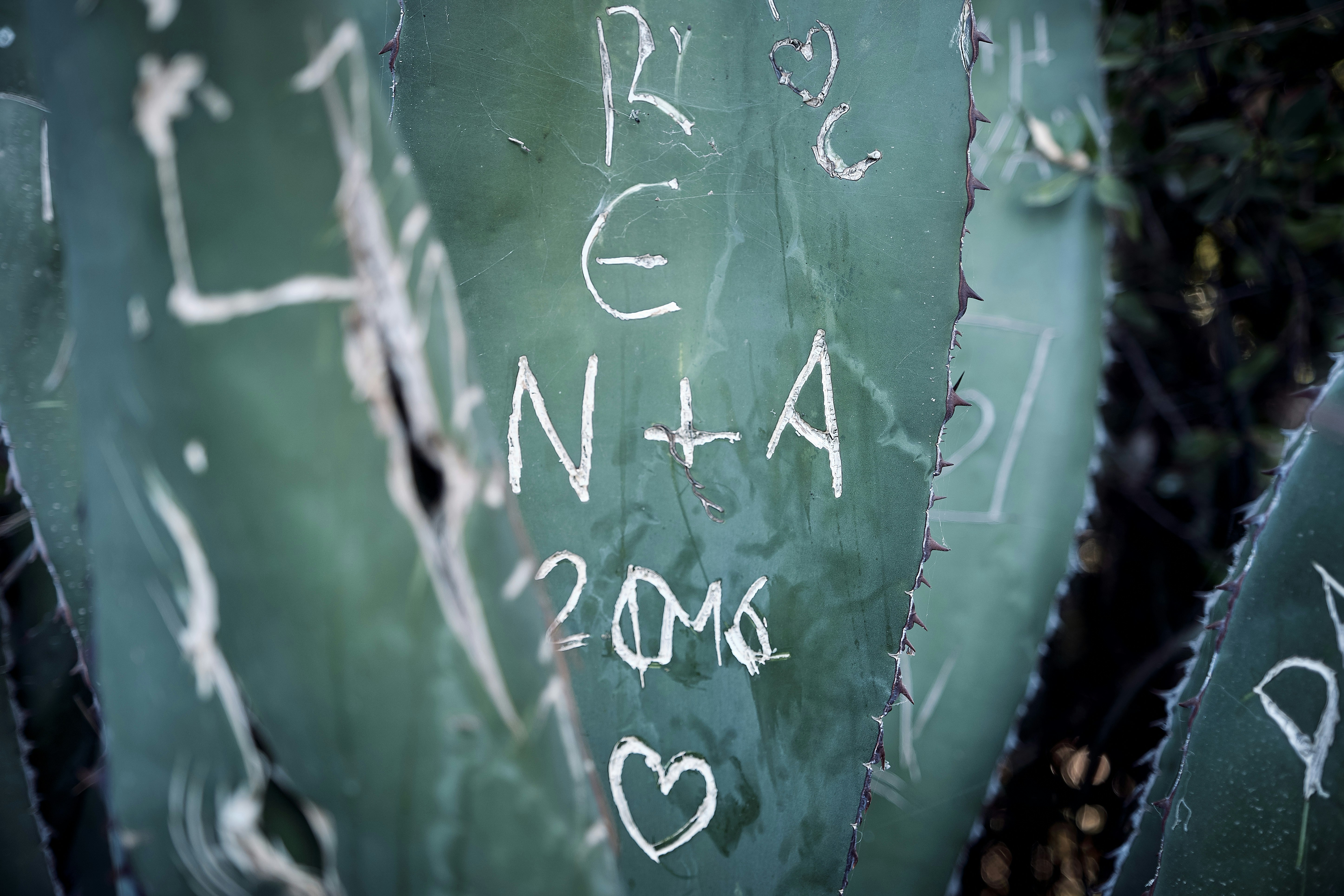 At the Cap d’Antibes on the French Riviera, some lover words were graved on a greasy plant