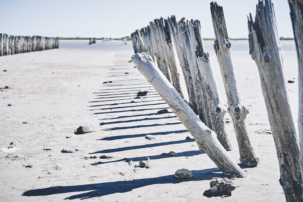 tree logs mounted on sands