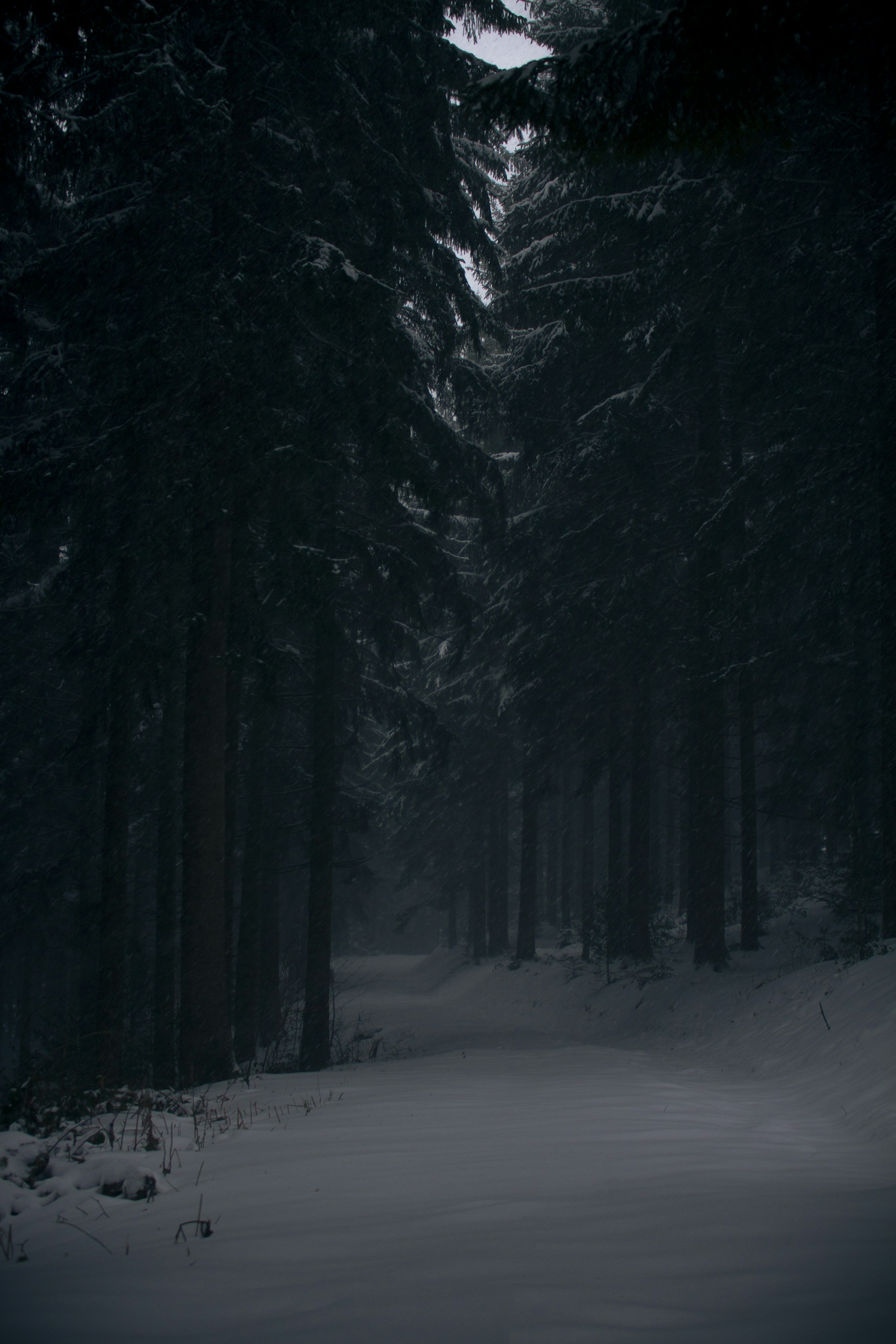 Dark pine trees snow
