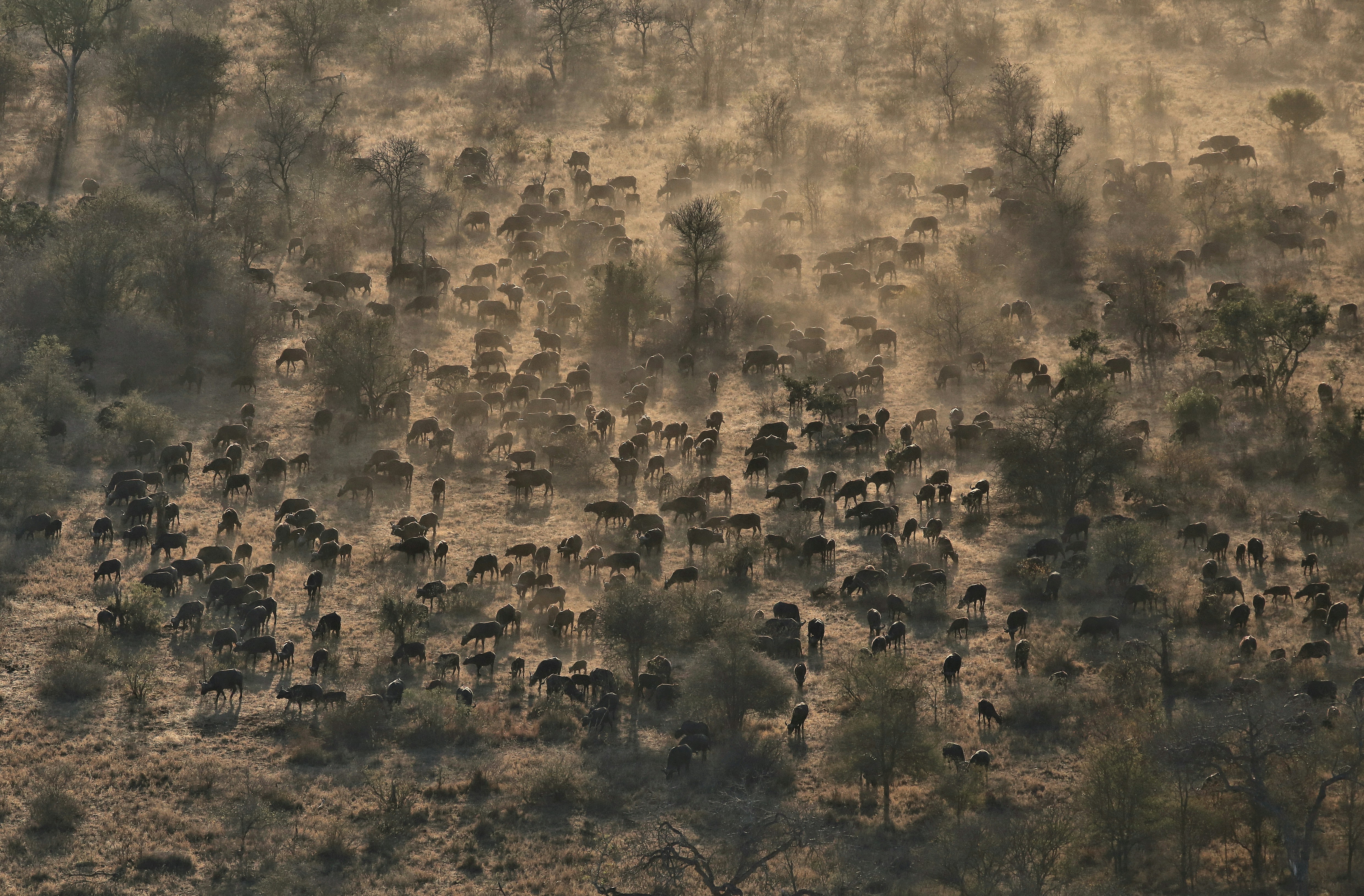 We mostly do technical aerial photography for terrain analysis and animal studies. Occasionally a scene presents itself, like this buffalo herd at sunrise and a few shots out the aircraft passengers window cannot be resisted.