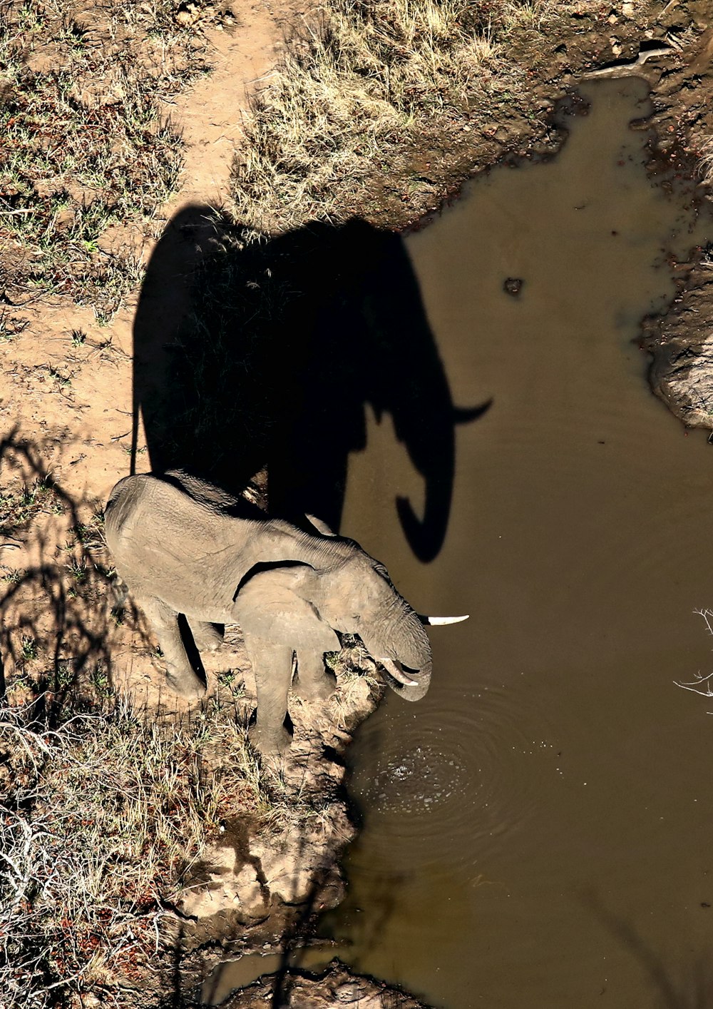 Elefante marrón cerca de un cuerpo de agua