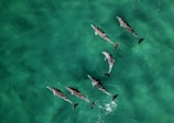 Close-up of dolphins swimming near a boat in crystal clear ocean water.
