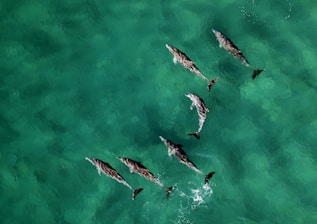 six dolphins at calm water