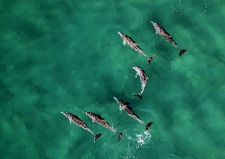 six dolphins at calm water