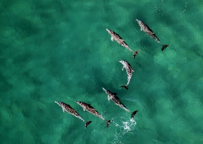 Close-up of dolphins swimming near a boat in crystal clear ocean water.