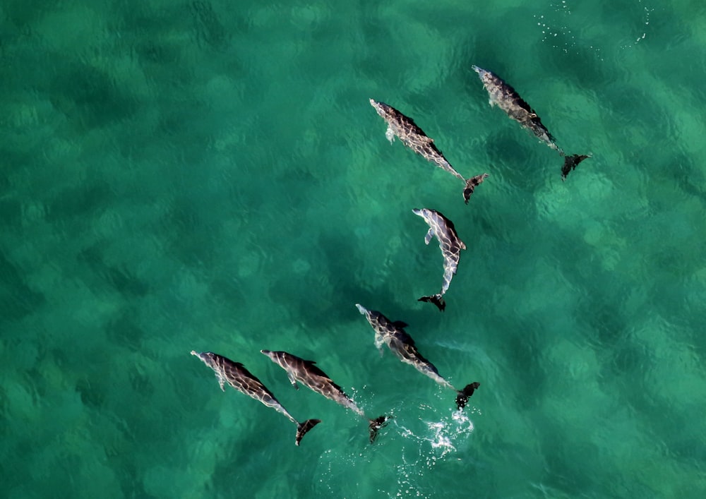 seis golfinhos em águas calmas