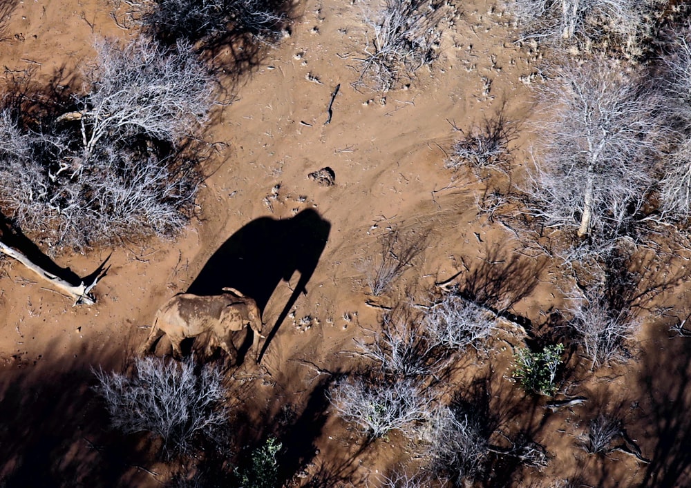 top view photography of elephant