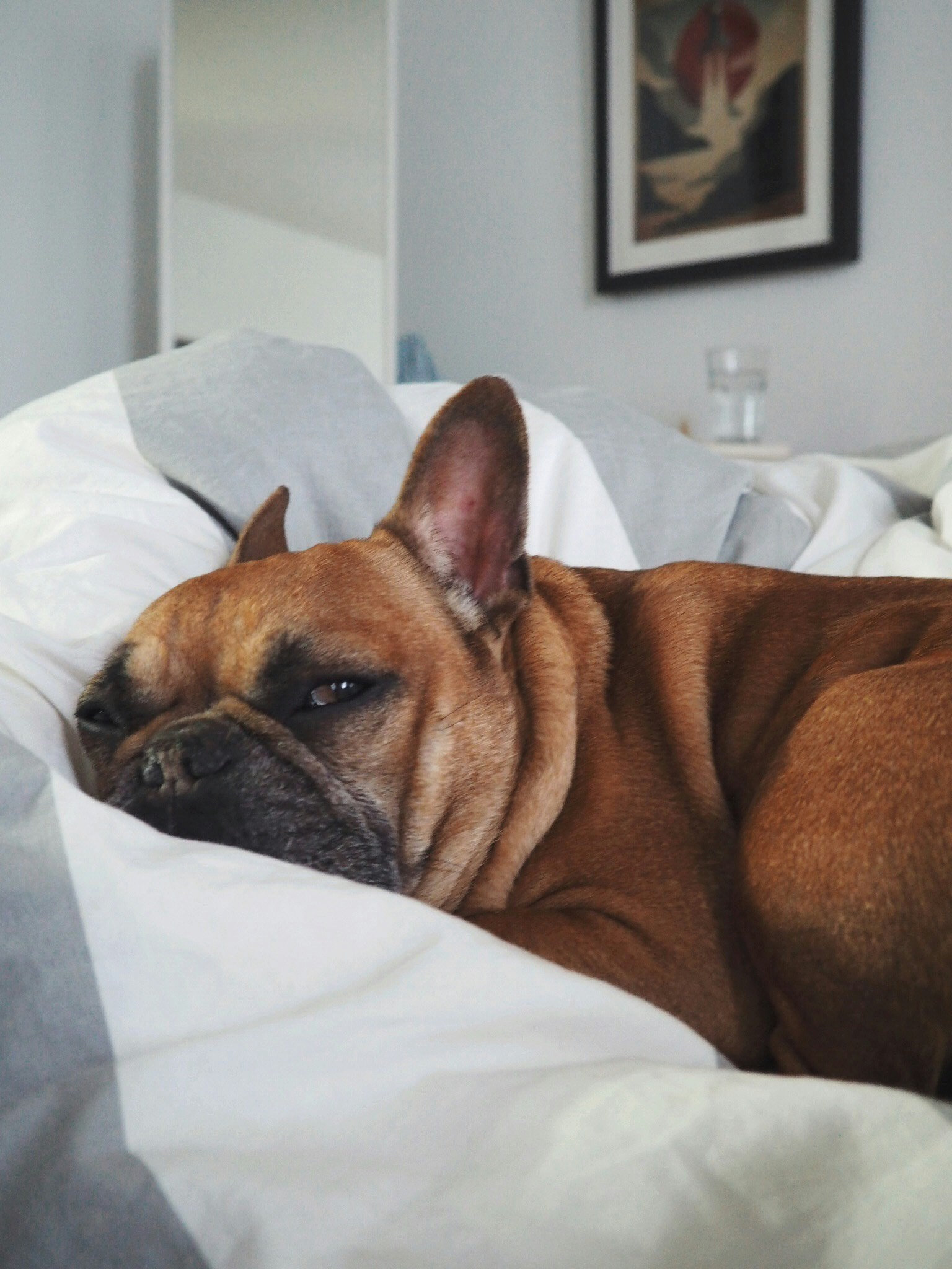 Собаки которые храпят. Собаки которые храпят. Собака которая храпит. Щенок английского бульдога. Собаки которые храпят.