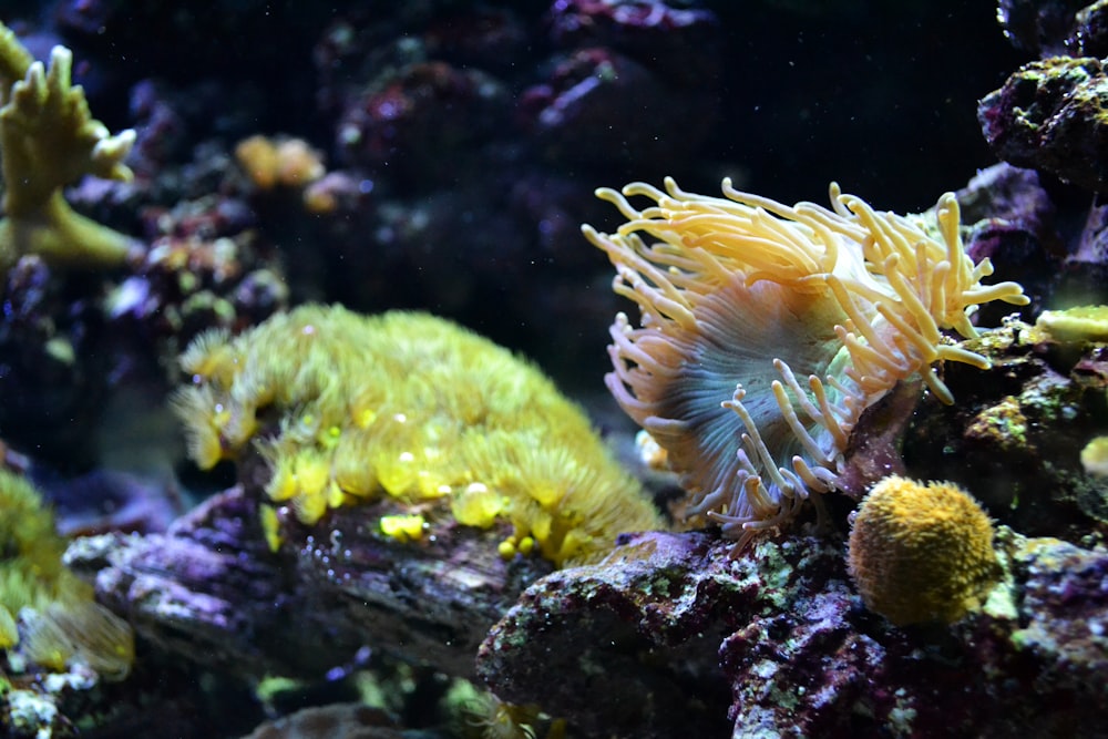 close view of yellow sea anemone on coral