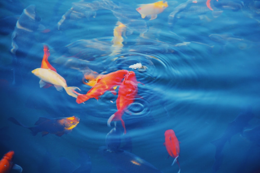 昼間の金魚と青い水の写真